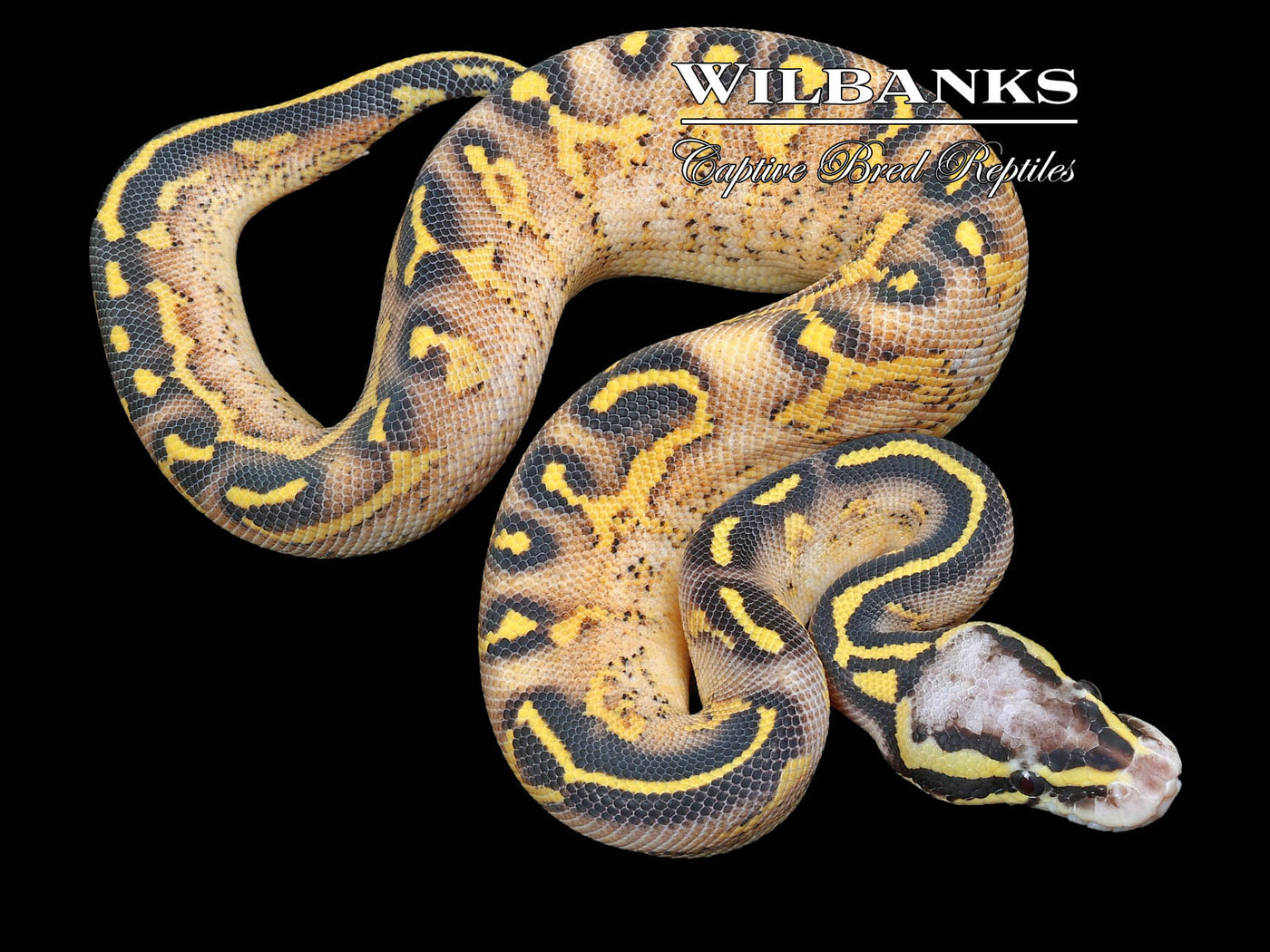 Pastel Freeway Ball Python ♂ '23