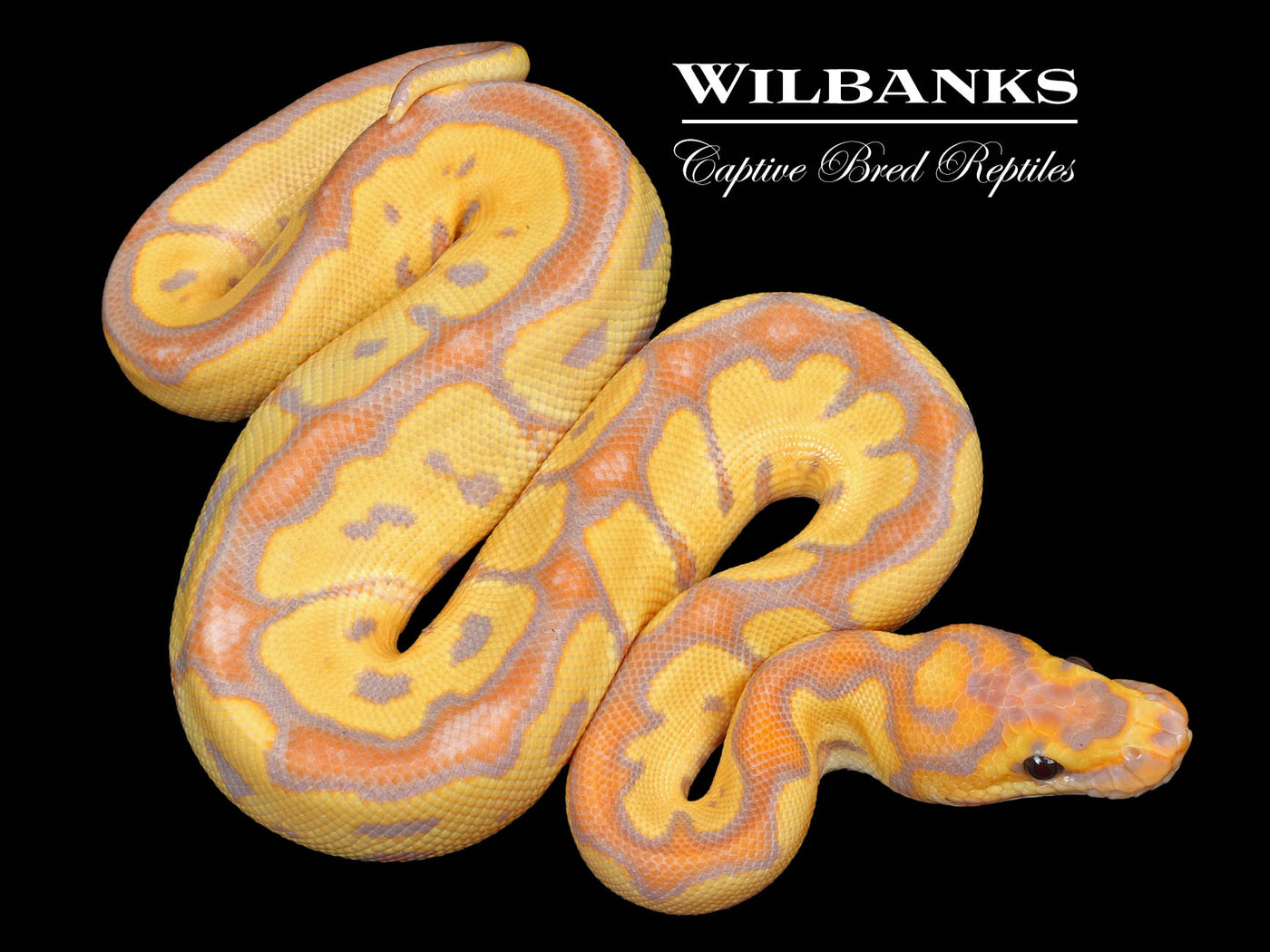 Banana Yellow Belly Clown Ball Python ♂ '23