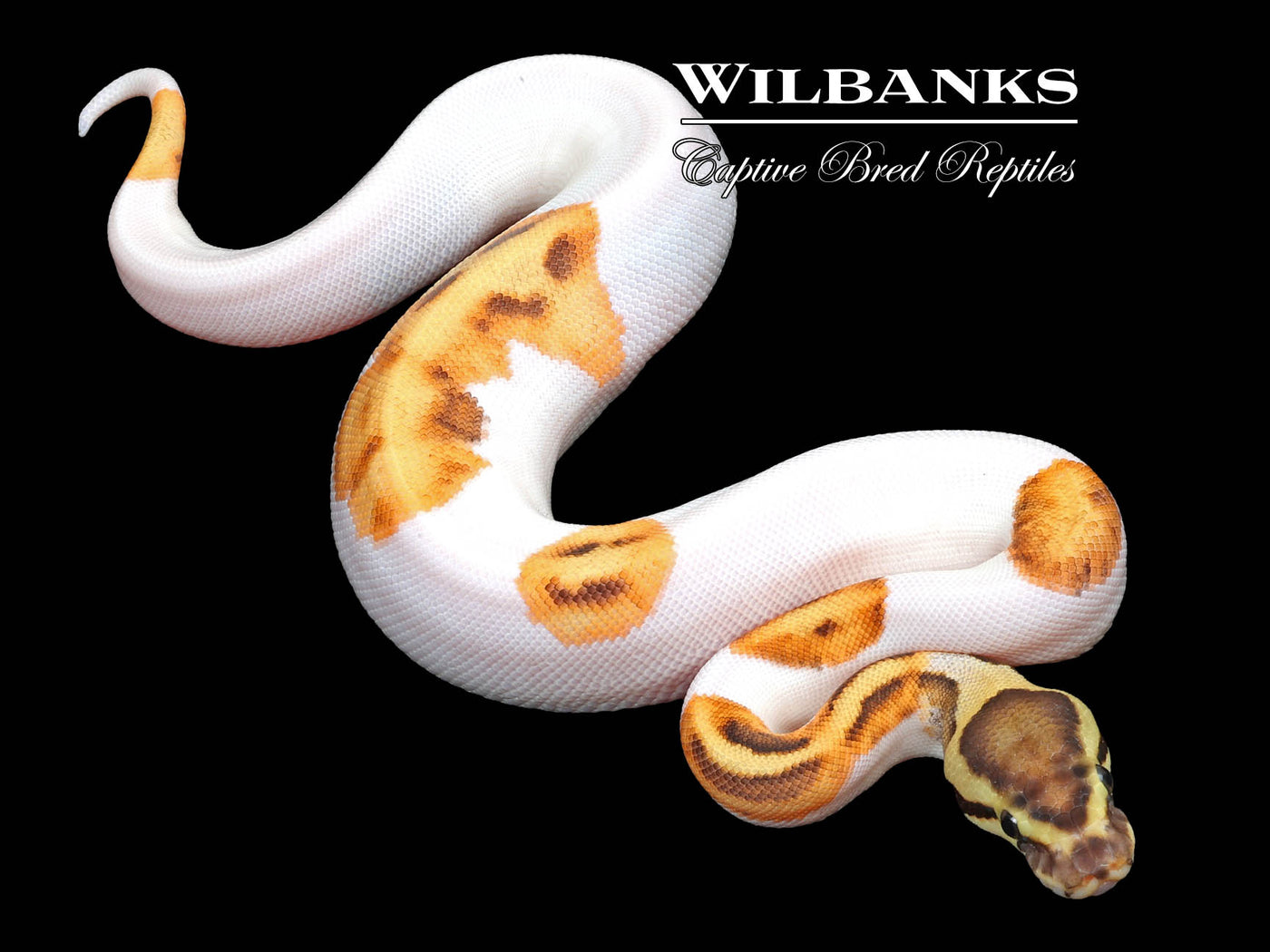 Fire Enchi Pied Ball Python ♀ '23