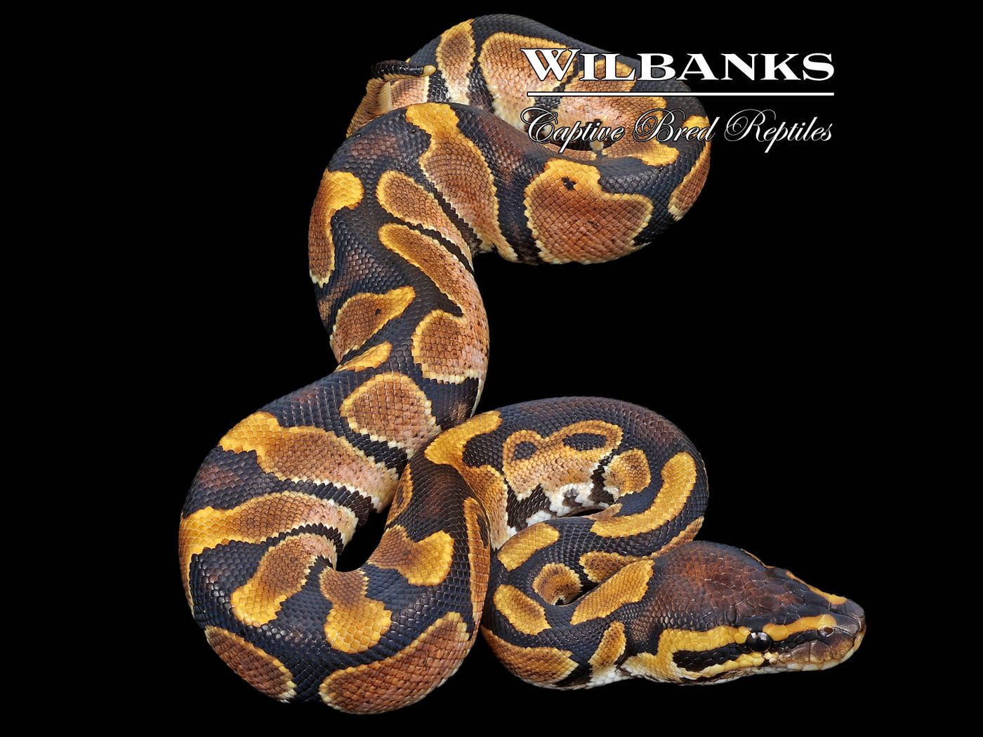 Sugar 100% DH Albino Clown Ball Python ♂ '23