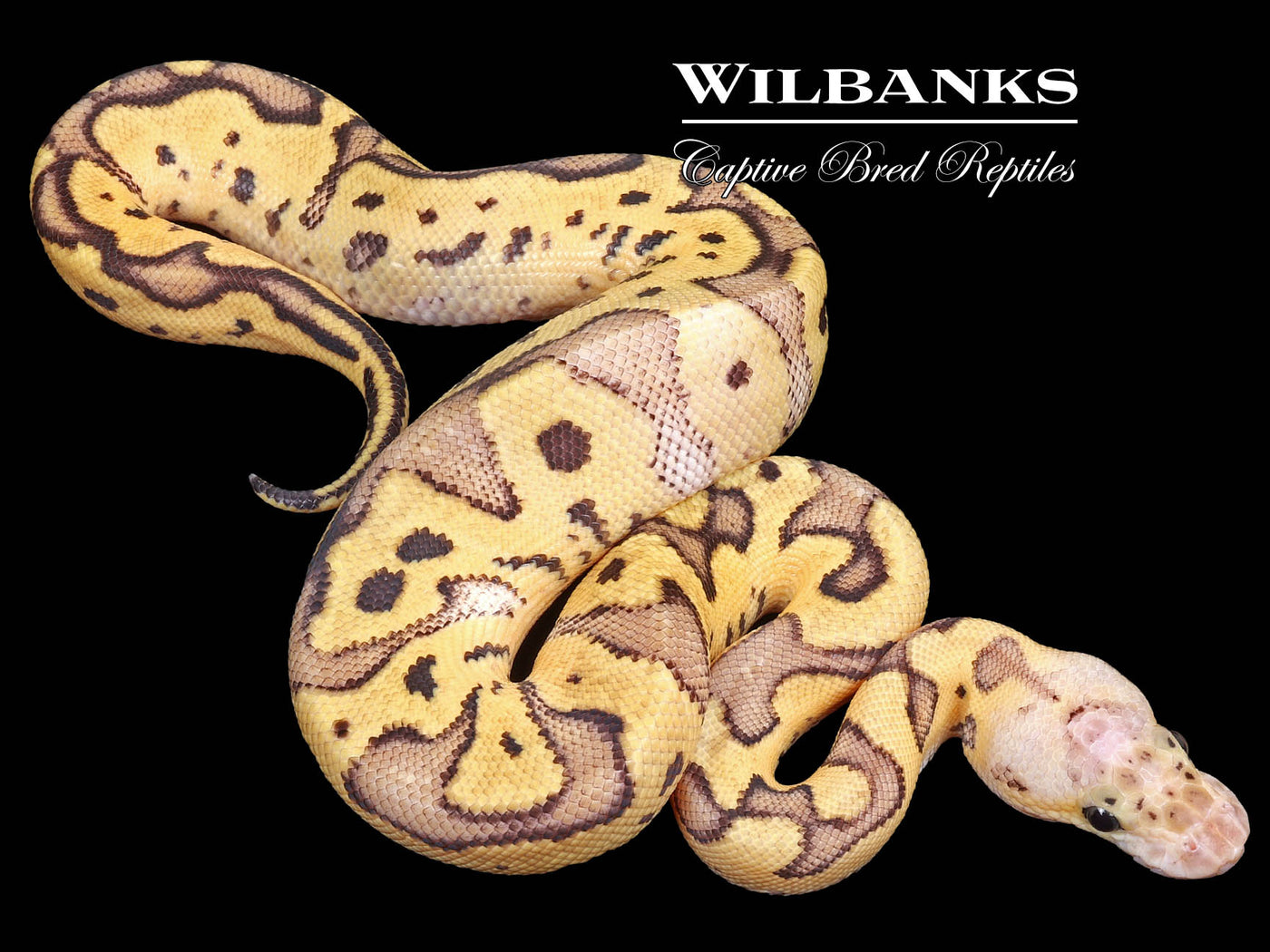 FireFly Clown Ball Python ♂ '23 – Wilbanks Captive Bred Reptiles