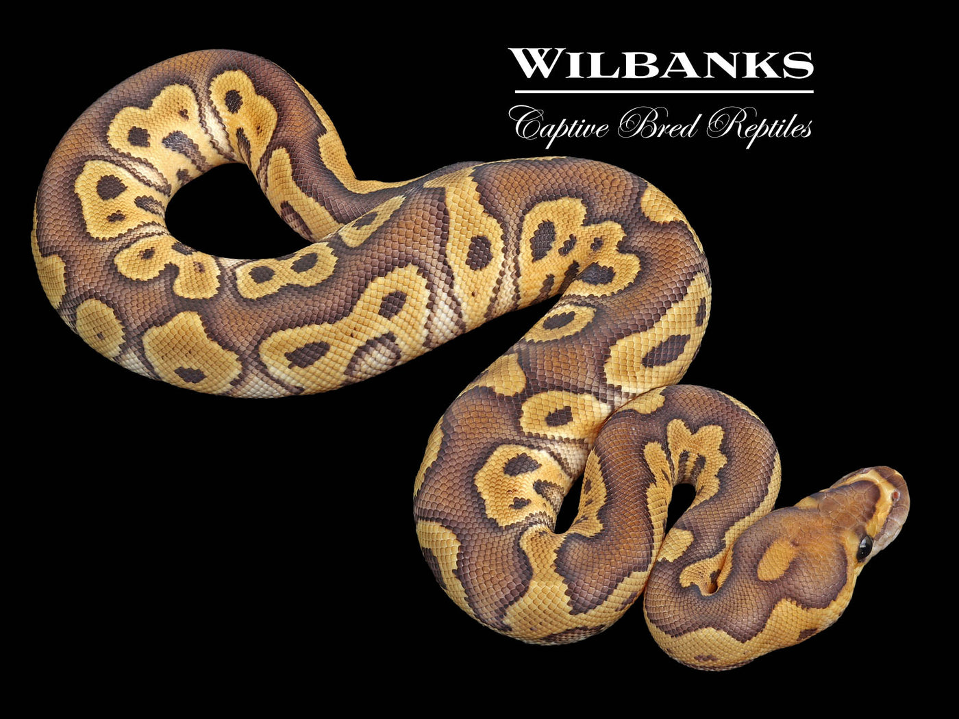 Mojave Clown Ball Python ♂ '23