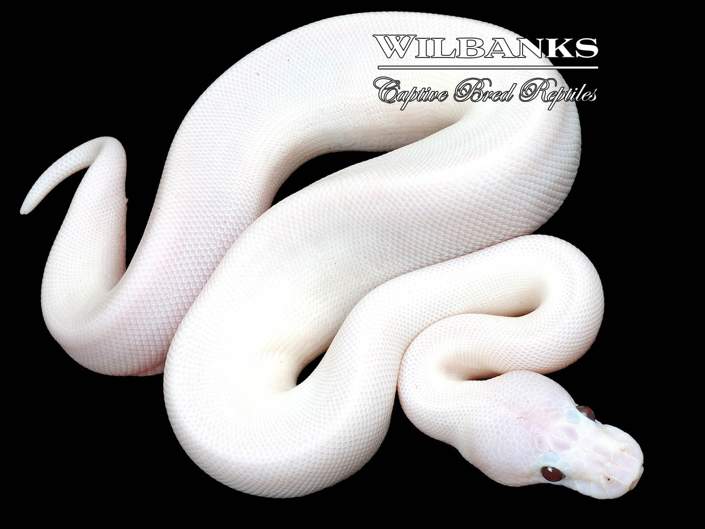 Banana Super Fire Ball Python ♀ '23