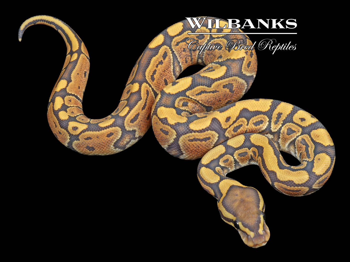 Ghost Ball Python ♂ '23