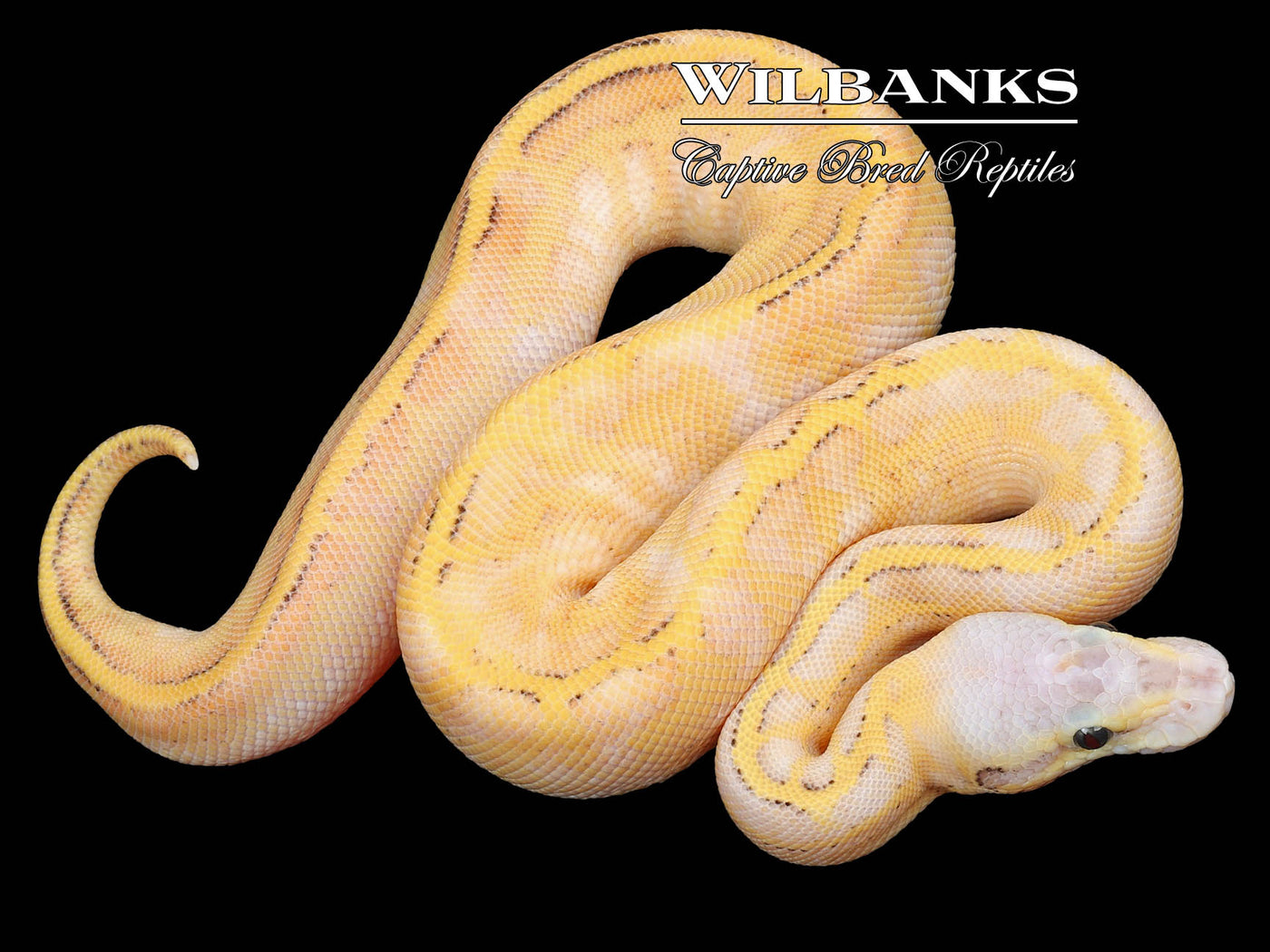 Pastel Ivory Enchi Pinstripe Ball Python ♂ '23