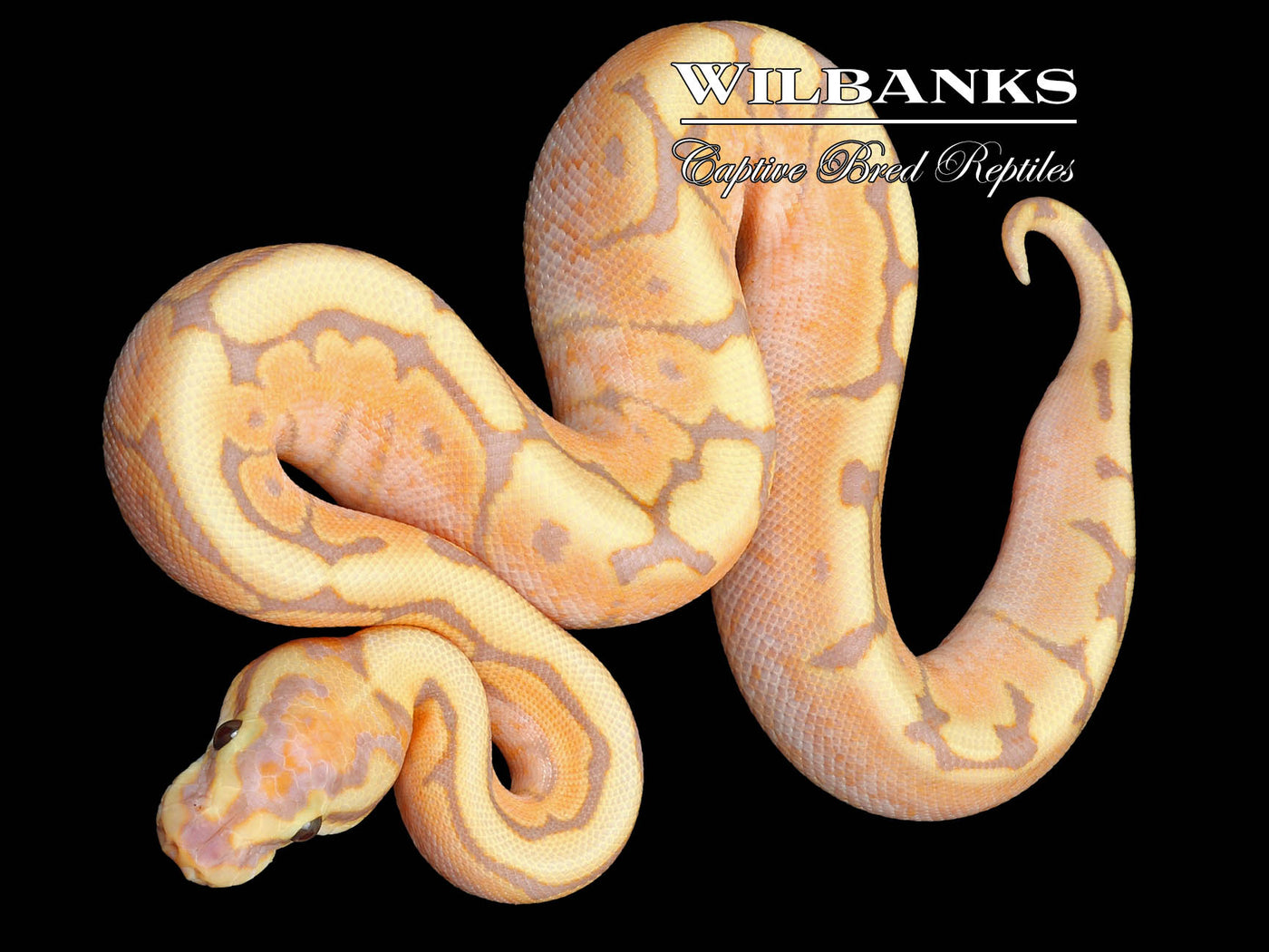 Banana Spider Ball Python ♂ '23