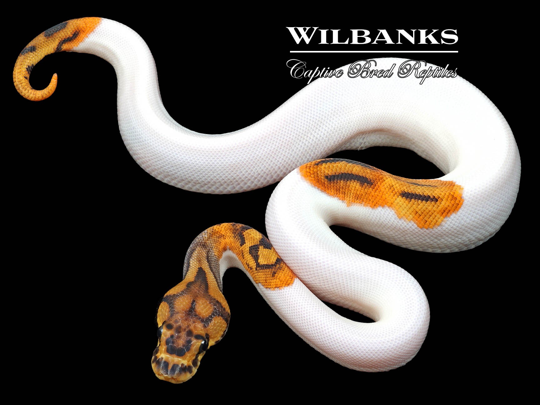 Pumpkin Pied Ball Python