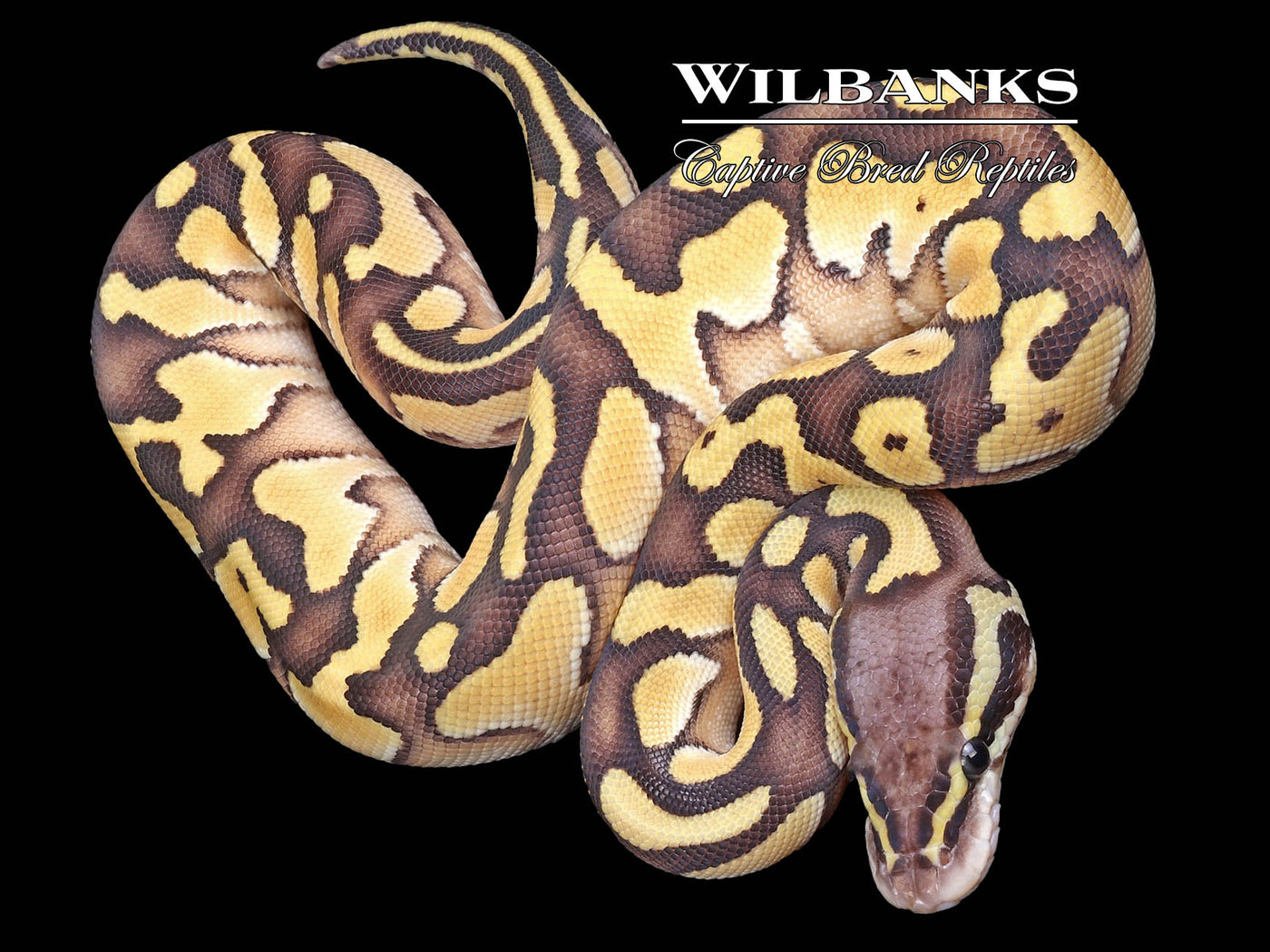 Orange Dream Pastel Butter Yellow Belly Ball Python ♀ '23