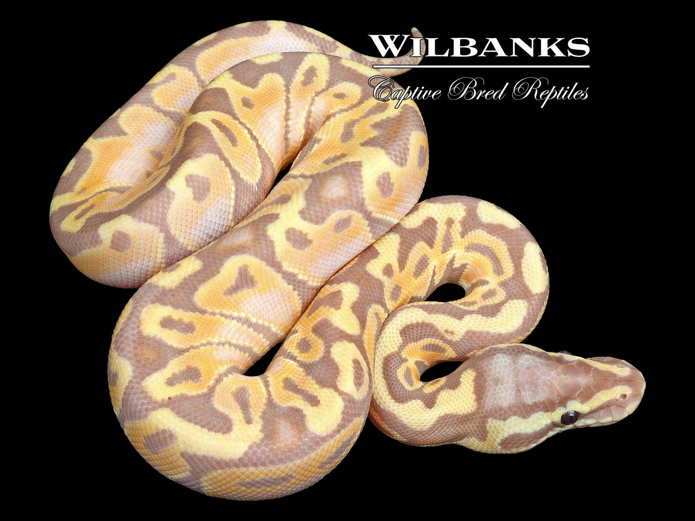 Special Banana Pastel Ball Python ♀ '23