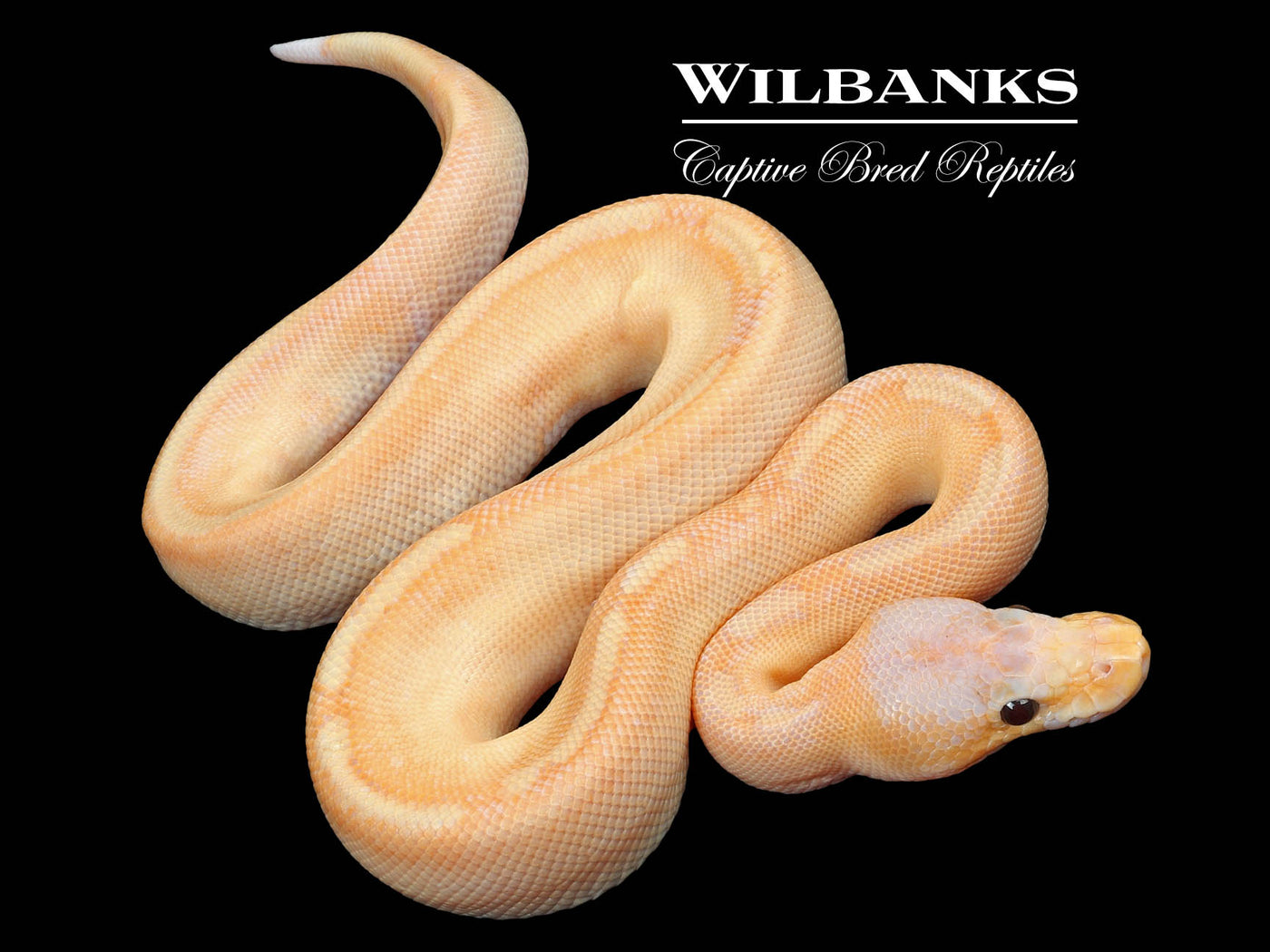 Banana Champagne Ball Python ♂ '23