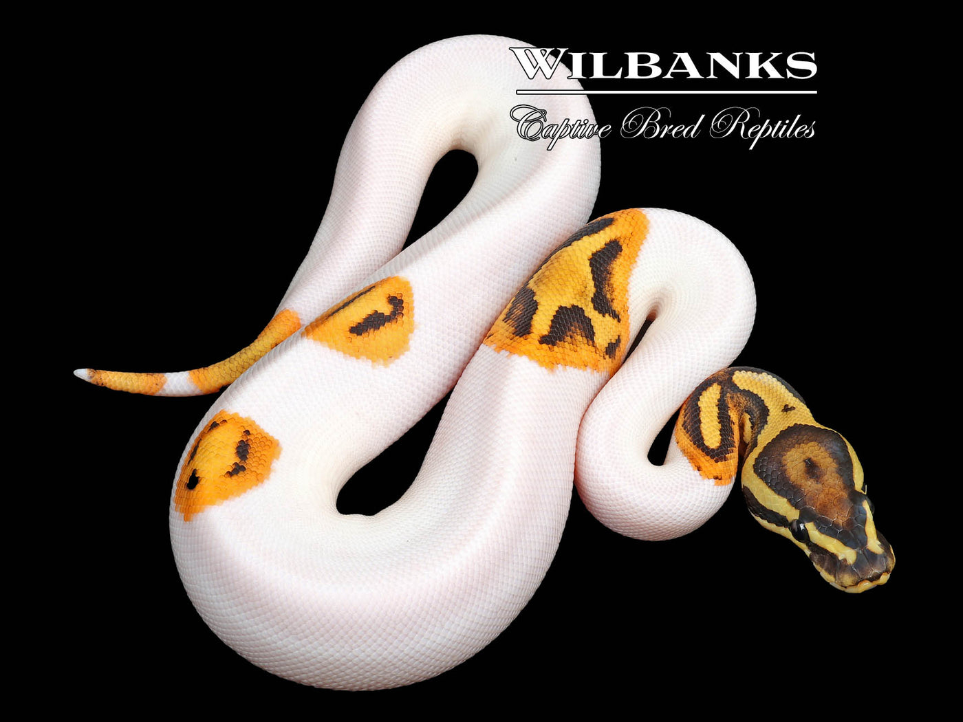 Fire Pied Ball Python ♀ '23