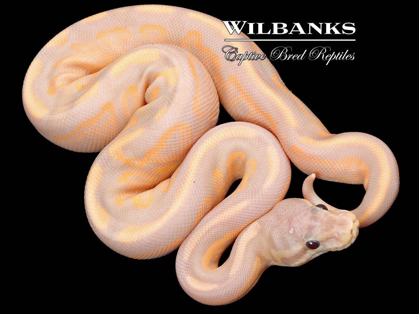 Banana Cinnamon Fire Ball Python ♂ '23