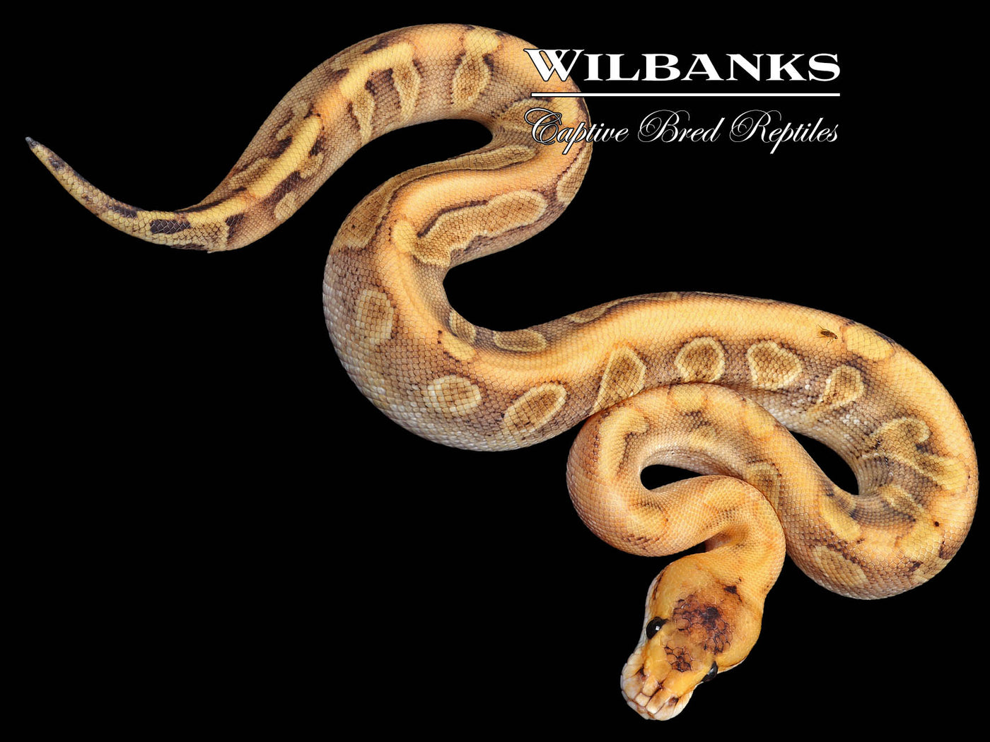 Champagne Enchi Ball Python ♂ '23