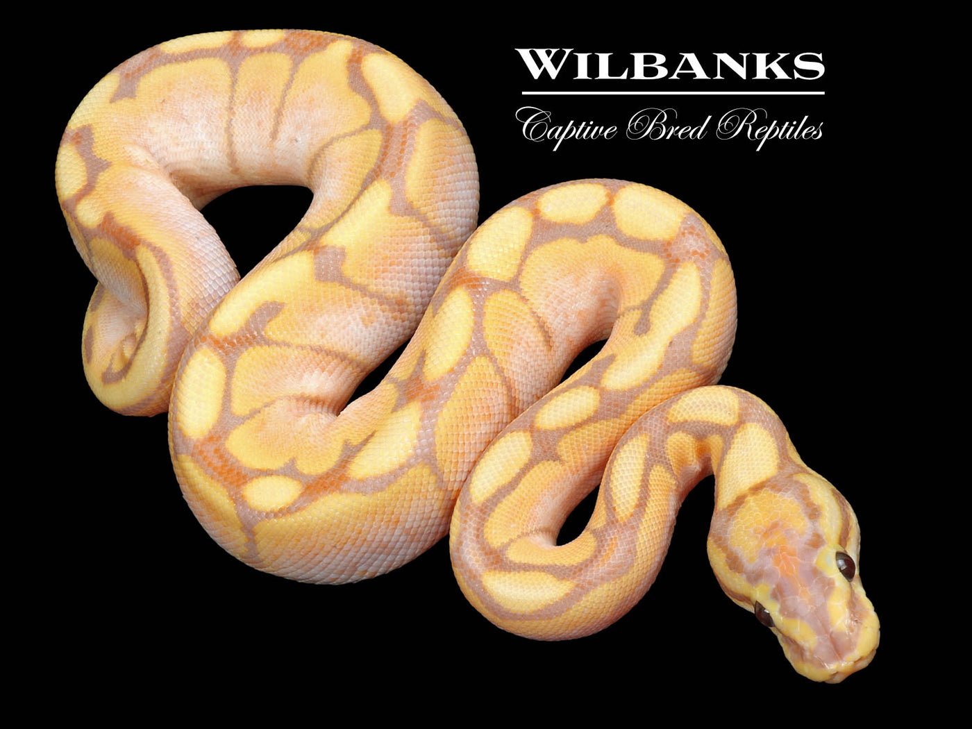 Banana Spider Ball Python ♂ '23 Wilbanks Captive Bred Reptiles
