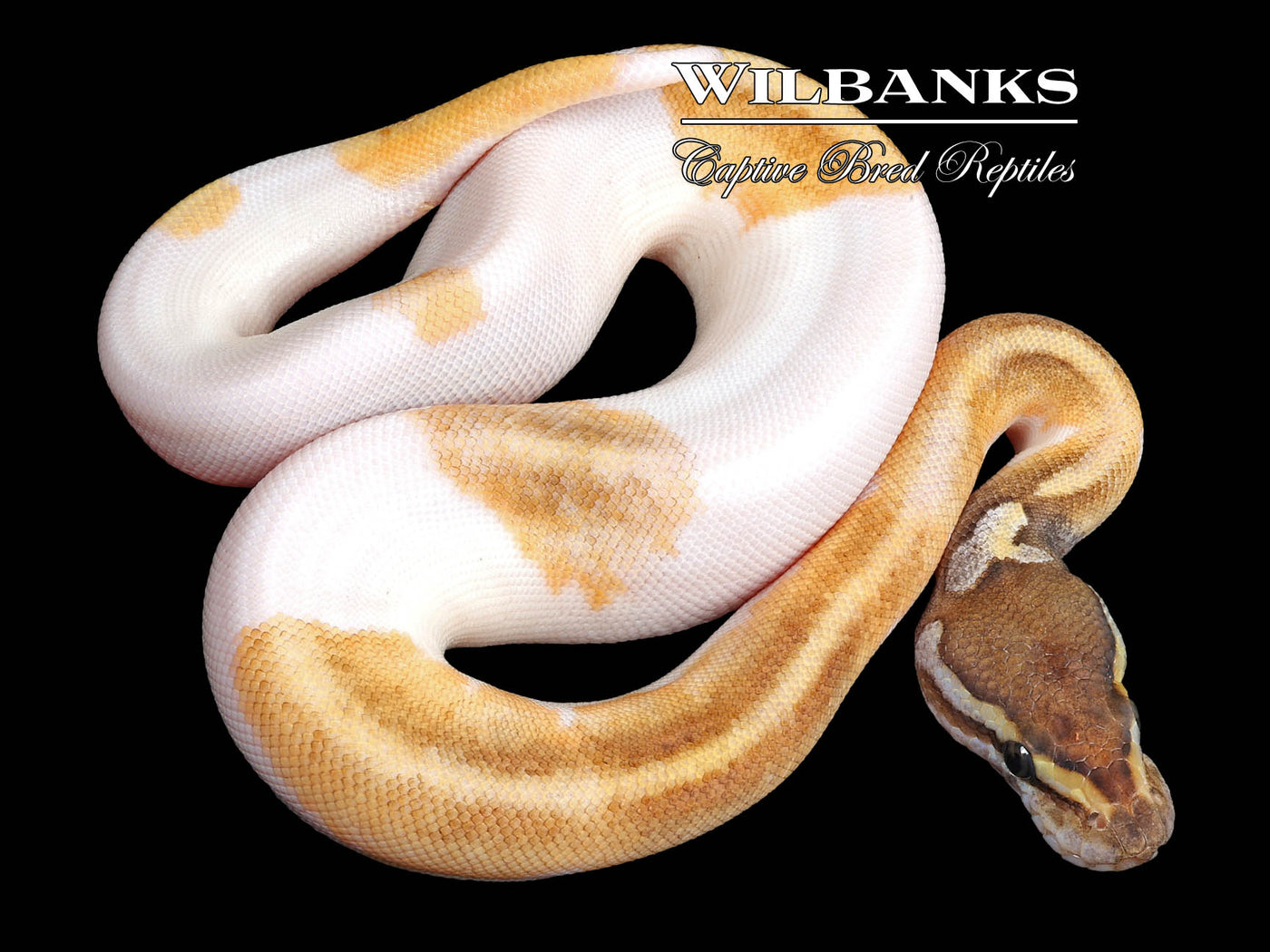 Mojave Enchi Pied Ball Python ♀ '23