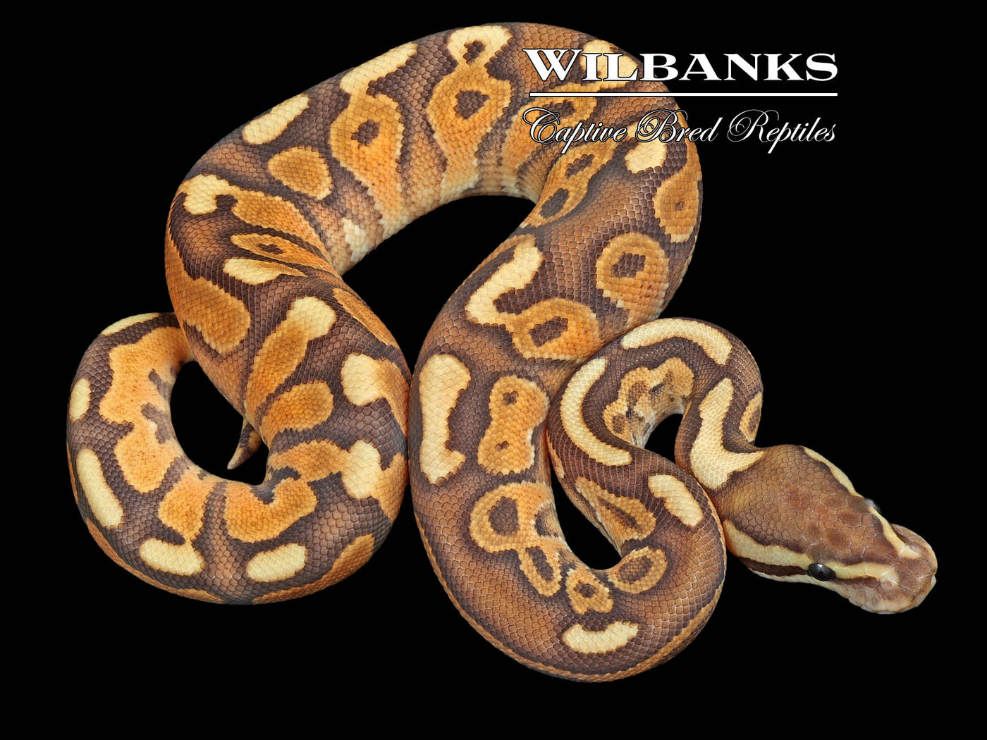 Cinnamon Enchi Fire Ball Python ♂ '23