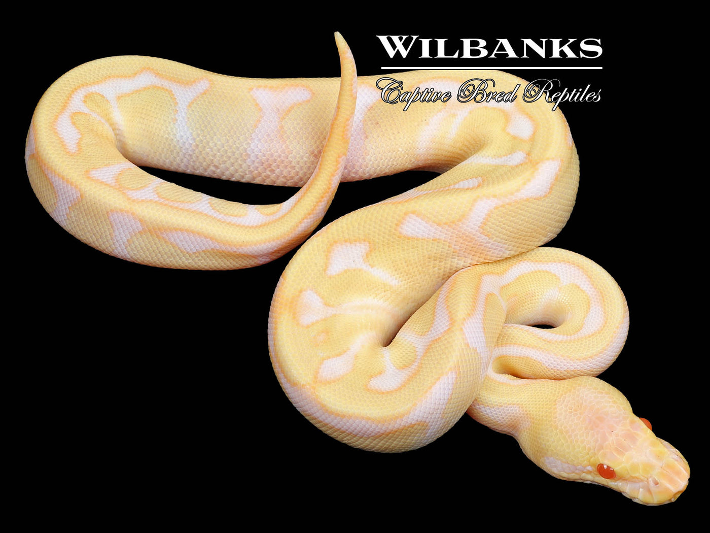 Albino Fire Enchi 100% Het. Clown Ball Python ♀ '23