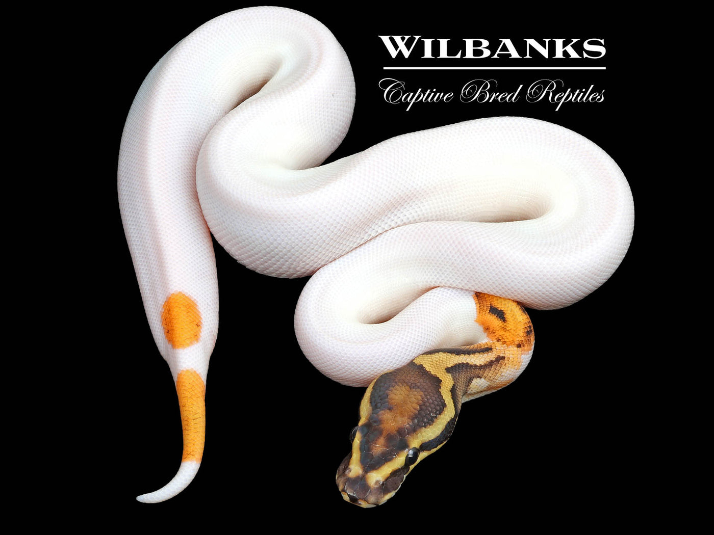 Orange Dream Fire Pied Ball Python ♀ '23
