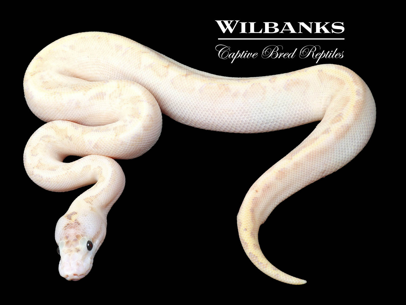 Ivory Enchi Pinstripe Ball Python ♂ '23