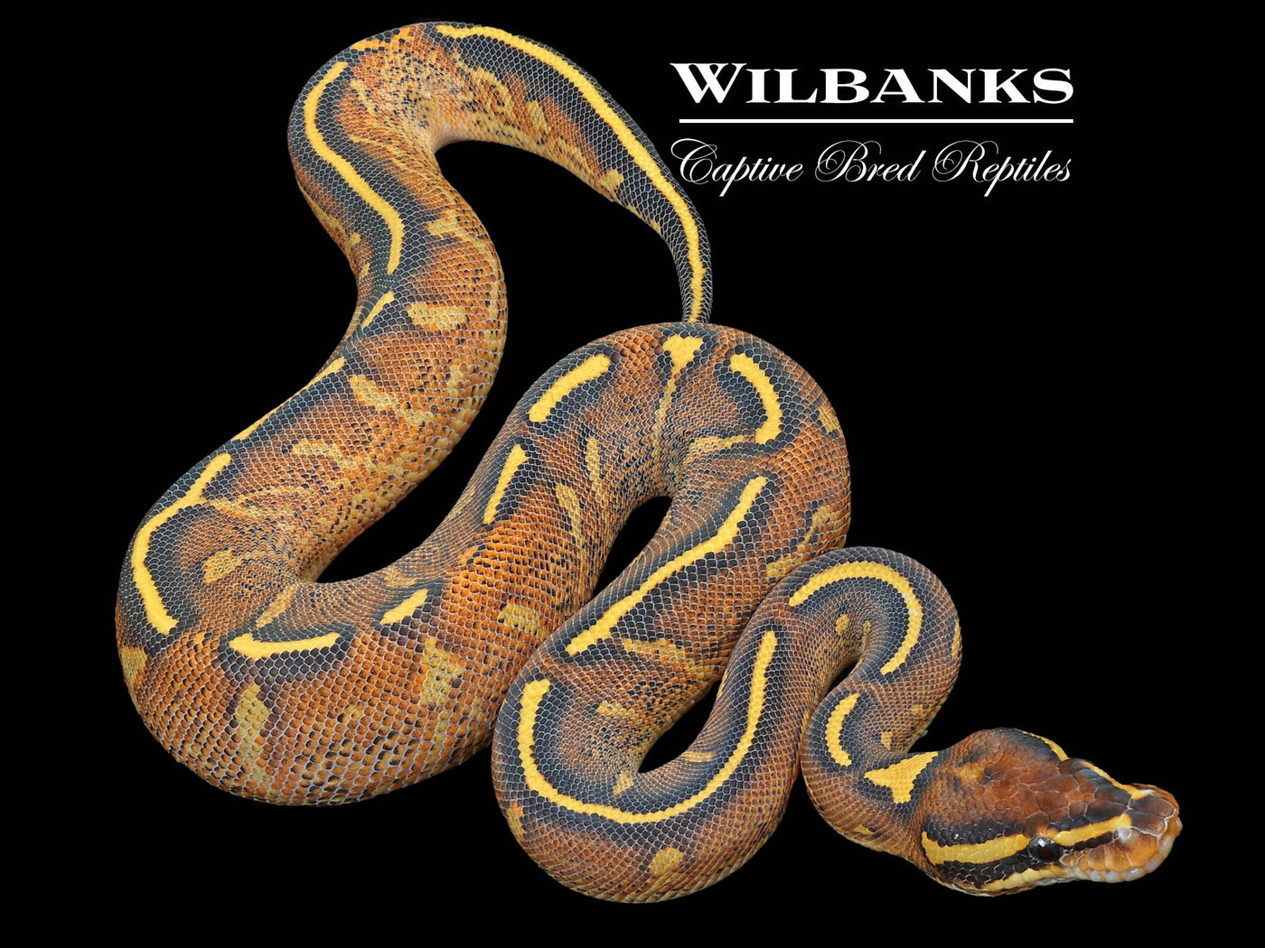 Highway Ball Python ♀ '23