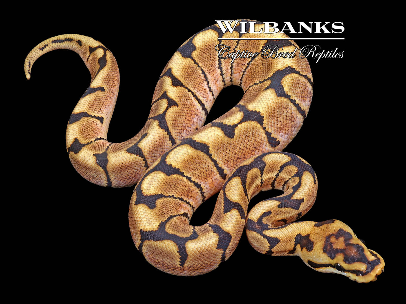 Stinger Bee 100% Het. Clown Ball Python ♂ '23