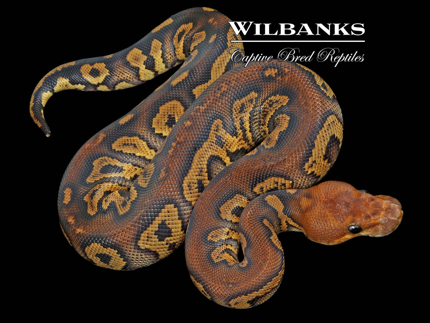 Mahogany Sable Clown Ball Python ♀ '23