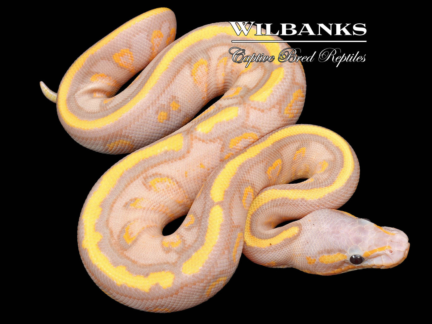 Banana Stranger Yellow Belly or Gravel Ball Python ♀ '23