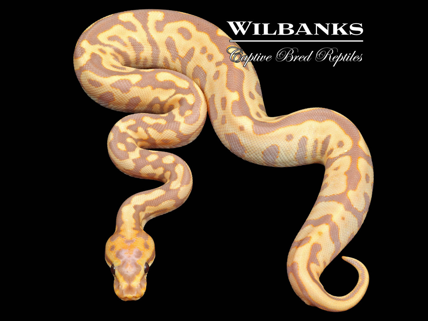 Scarecrow Banana Leopard Spotnose Clown Ball Python ♀ '23