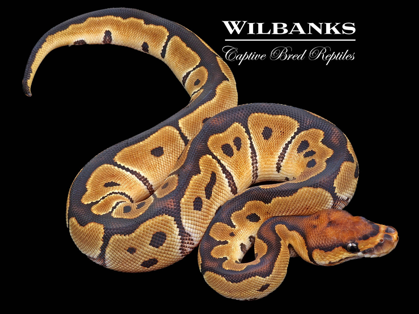 Clown 100% Het. Albino Ball Python ♀ '23