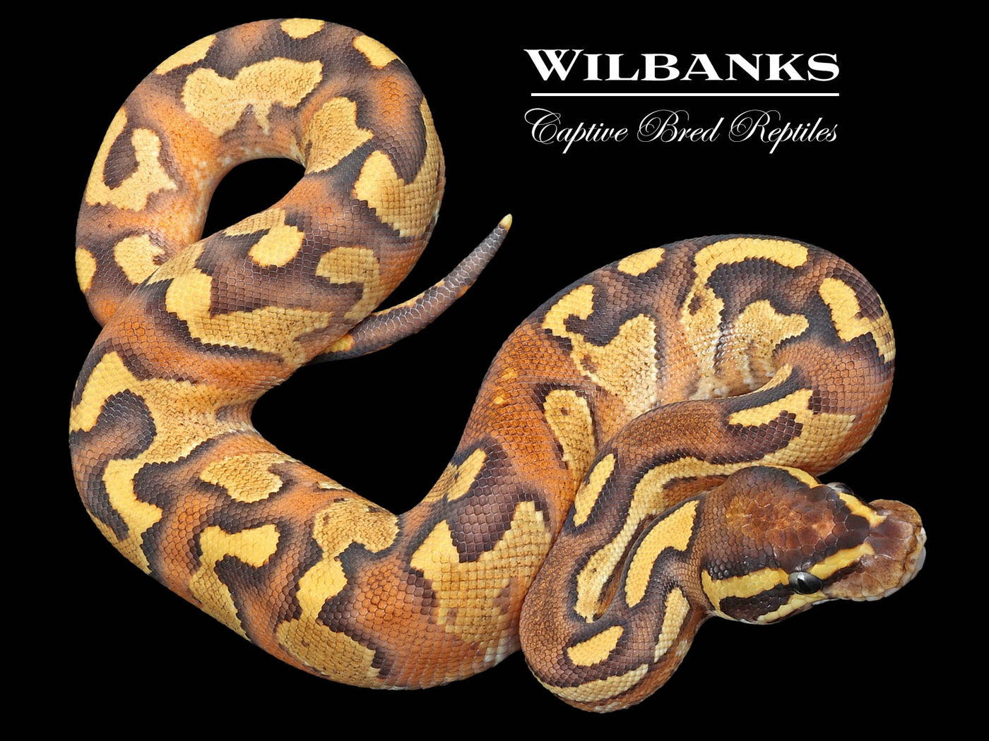 Blackhead Enchi Fire Yellow Belly Ball Python ♂ '23
