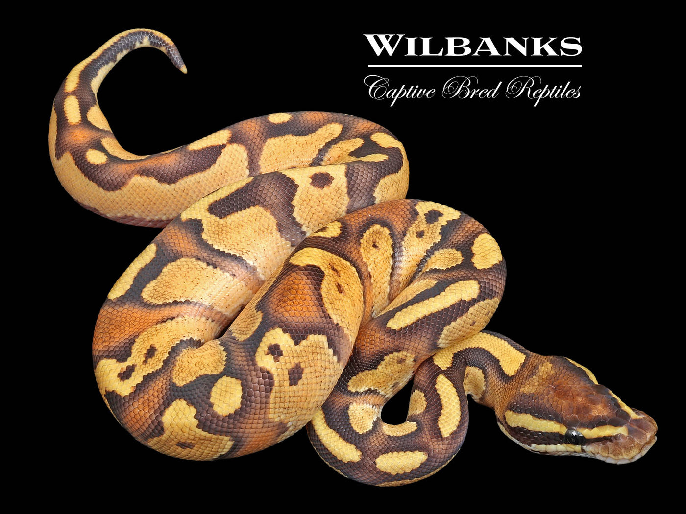 Blackhead Enchi Fire Ball Python ♂ '23