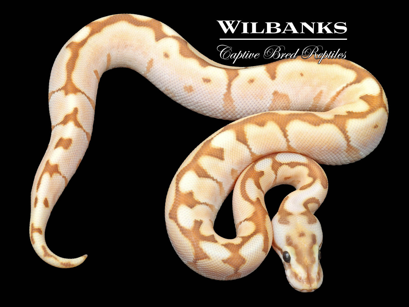 Banana Butter Spider Ball Python ♂ '23