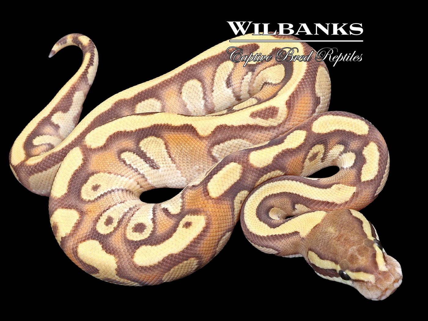 Mojave Enchi 100% Het. Hypo Ball Python ♂ '23