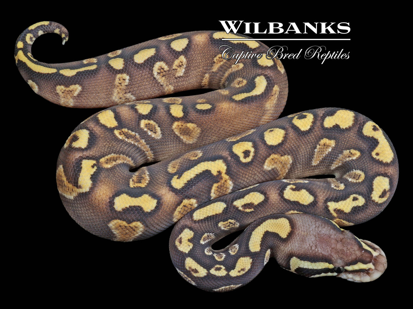 Mojave GHI Yellow Belly Pastel Ball Python ♀ '23