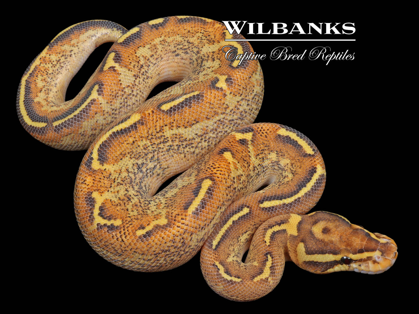 Fire Freeway Ball Python ♀ '23