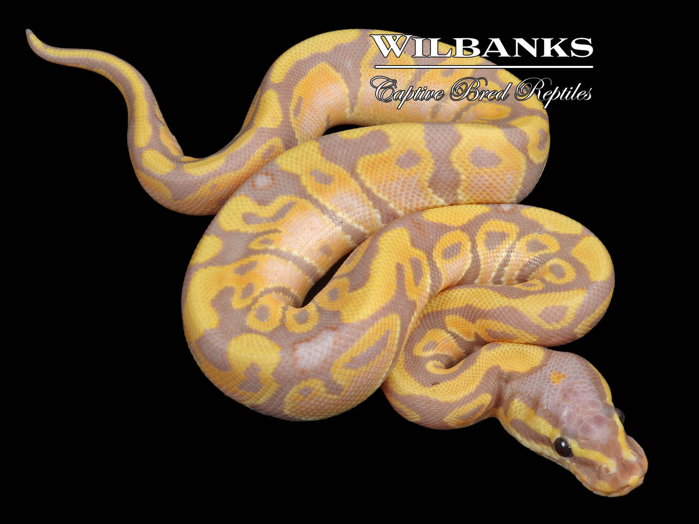 Banana 100% Het. Clown Ball Python ♂ '23