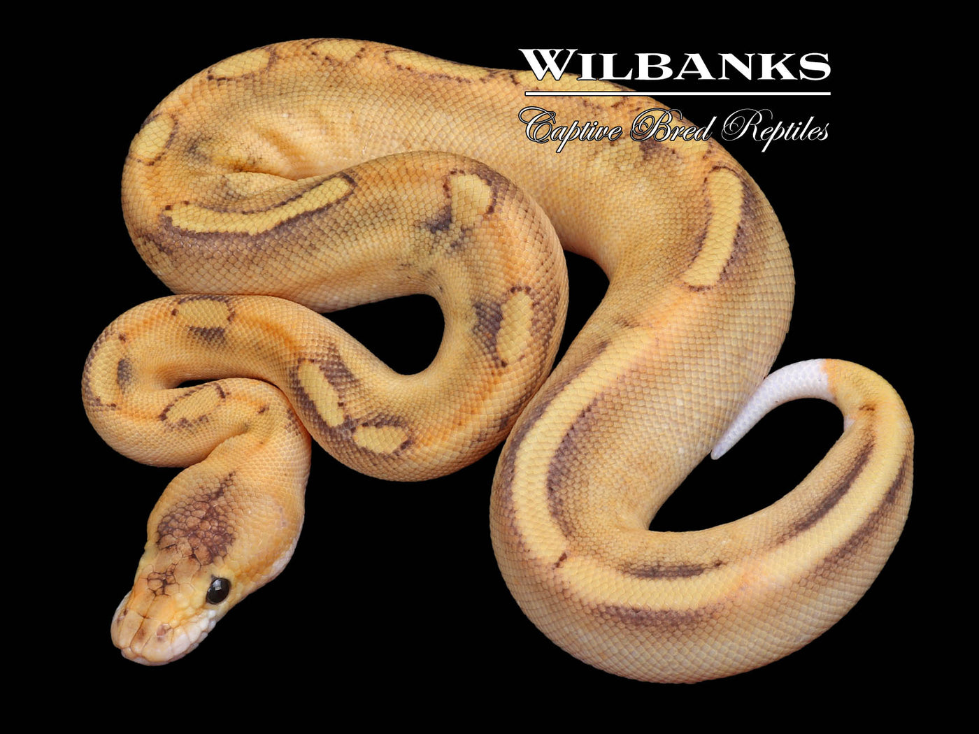 Fire Champagne Ball Python ♂ '23