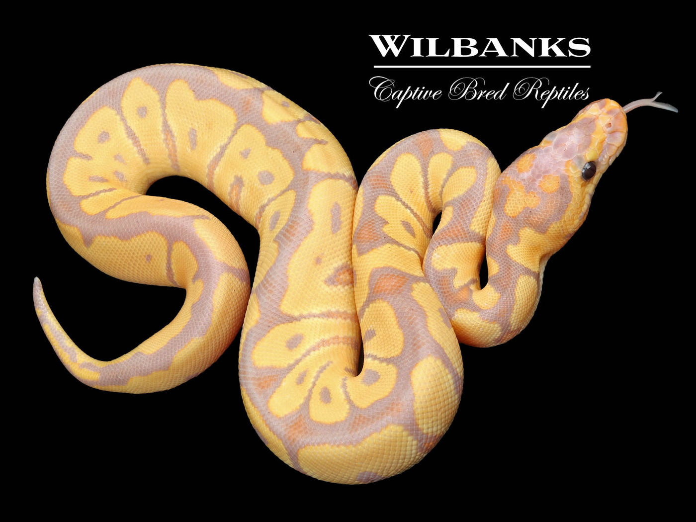 Banana Clown Ball Python ♀ '23