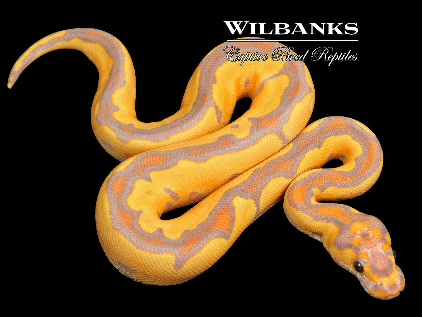 Banana Blade Clown Ball Python ♀ '23 Wilbanks Captive Bred Reptiles