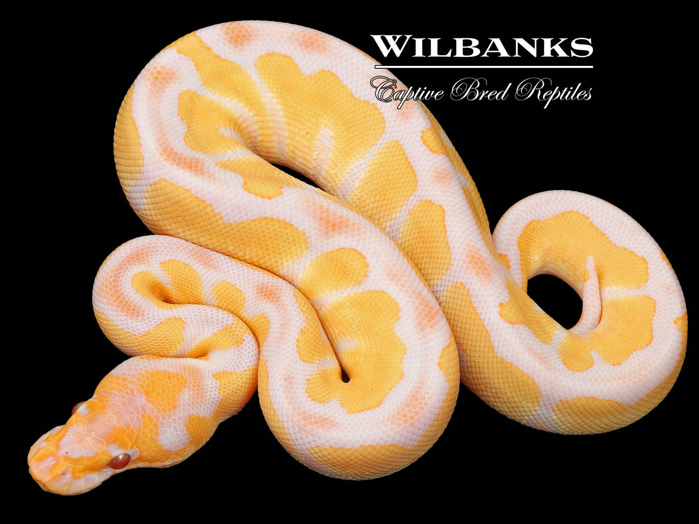 Lavender Clown Ball Python ♀ '23