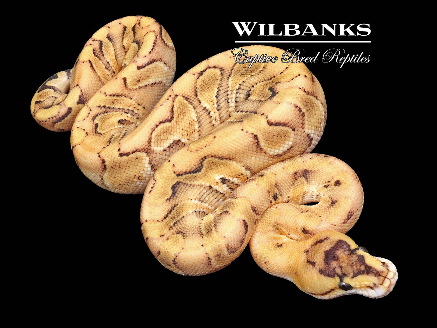 Champagne Enchi Ball Python ♂ '23