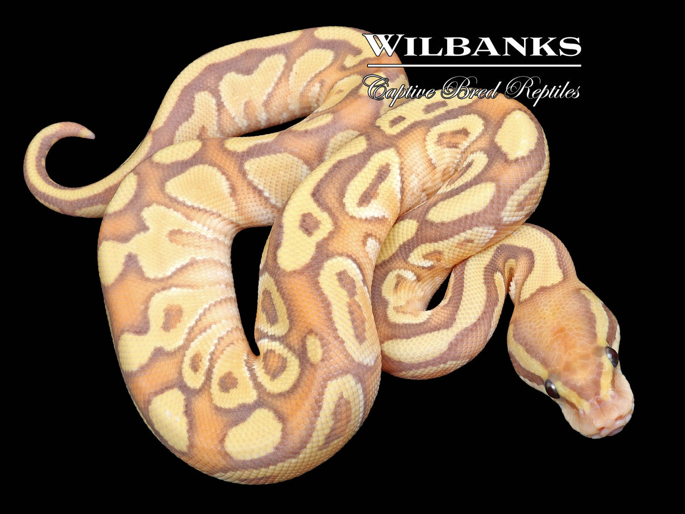Banana Butter Yellow Belly or Gravel Ball Python ♀ '23
