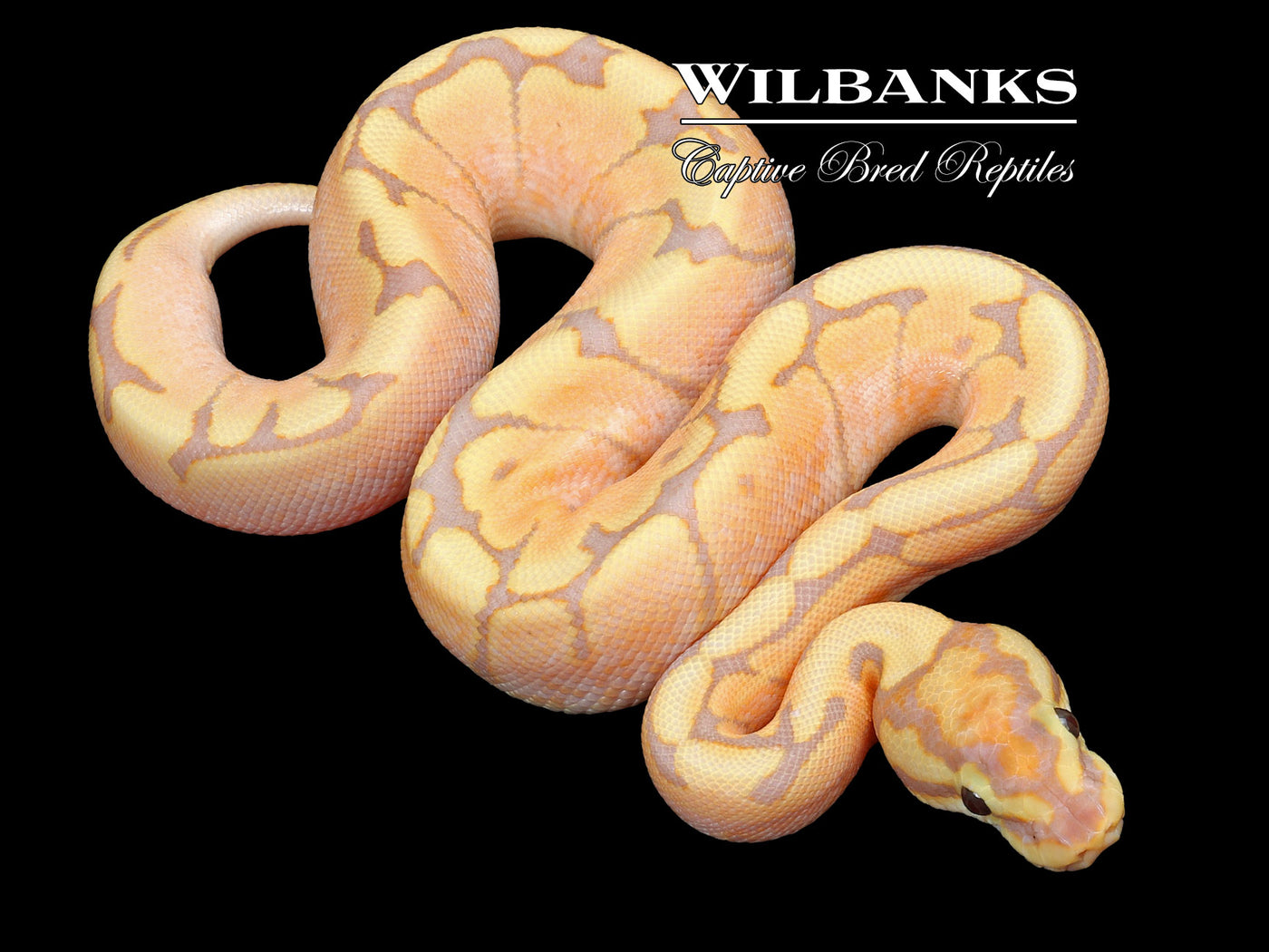 Banana Spider Ball Python ♂ '23