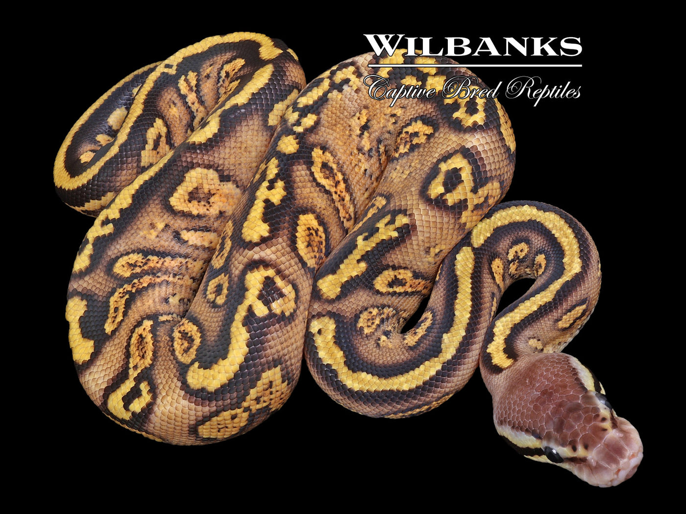 Pastel Stranger Yellow Belly or Gravel Ball Python ♂ '23