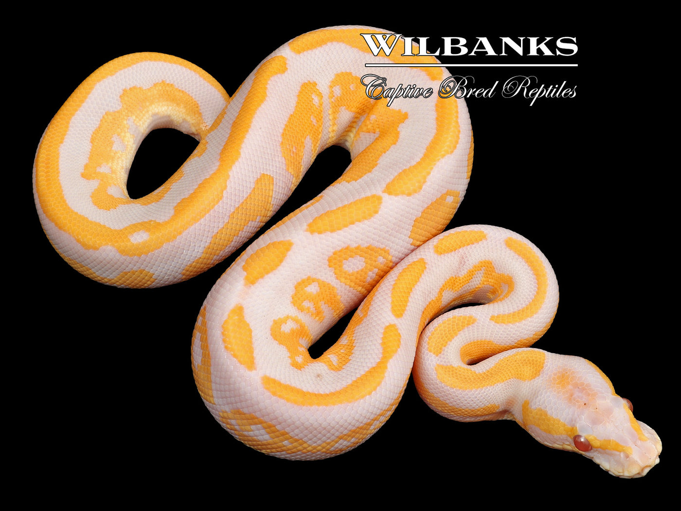 Lavender Leopard Blackhead 50% Het. Axanthic VPI Ball Python ♂ '23