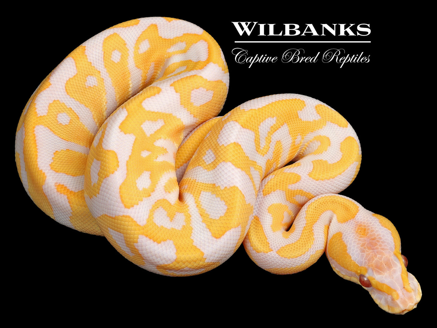 Lavender Leopard 100% Het. Clown Ball Python ♀ '23