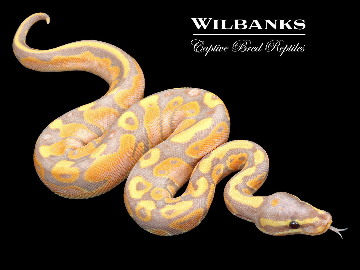 Banana 100% Het. Pied Ball Python ♂ '23