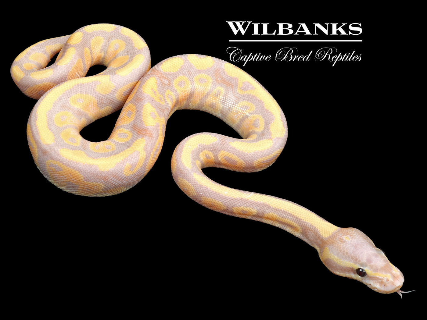 Banana Fire 100% Het. Clown Ball Python ♂ '23
