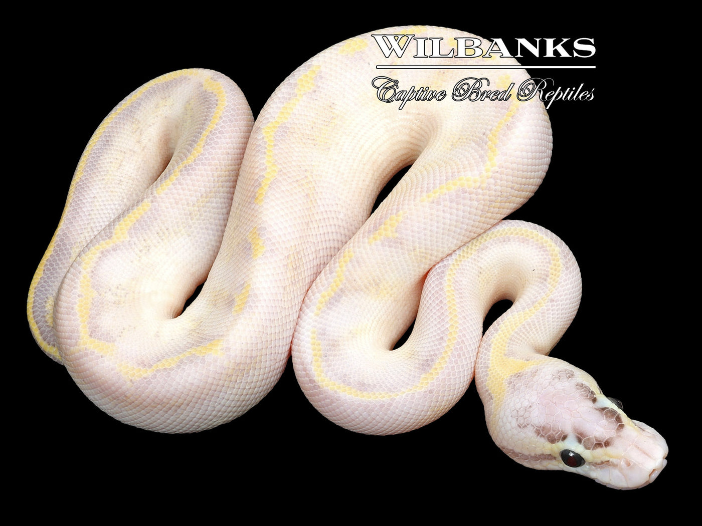 Pastel Ivory Ball Python ♂ '23