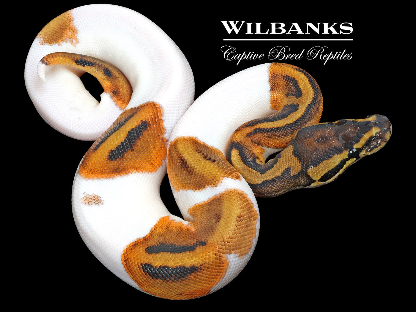 Pied Ball Python ♀ '23